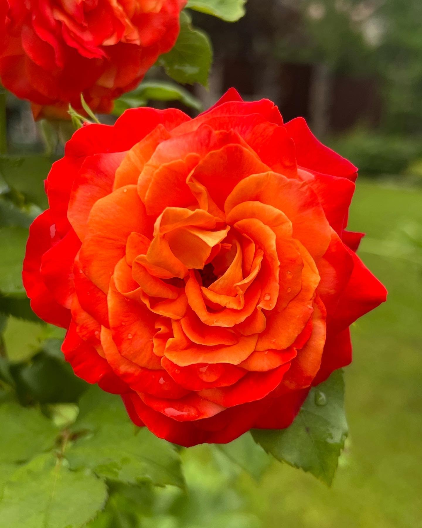 2026/06/1000068593-1.jpg FRUITE - Image 1