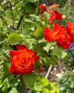 FRUITE - Image 6