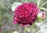 SPERONELLA DALESMANINI - Image 3