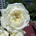 CHIC WHITE - Image 3