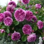 PARFUM FLOWER CIRCUS