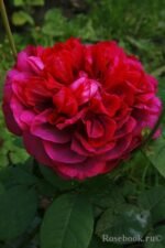 THE DARK LADY - Image 4