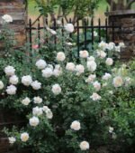 CROCUS ROSE - Image 6
