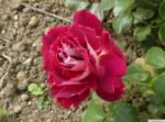RED 4 - Image 6