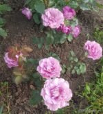 VI'S VIOLET - Image 2