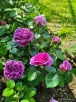 PARFUM FLOWER CIRCUS - Image 4