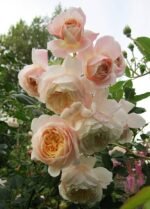CROCUS ROSE - Image 5