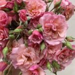 SCENTED WHISPER
