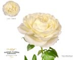 CHIC WHITE - Image 2