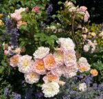 ELIZABETH - Image 6