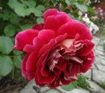 RED 4 - Image 4