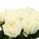 CHIC WHITE