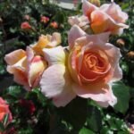 SPECIAL GRANDMA - Image 5