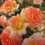 SPECIAL GRANDMA - Image 3