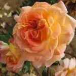 SPECIAL GRANDMA - Image 4