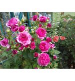 VITALROSE MADAME POMPADOUR - Image 2