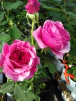 VITALROSE MADAME POMPADOUR - Image 4