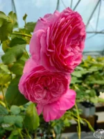 VITALROSE MADAME POMPADOUR - Image 3