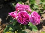 PARFUM FLOWER CIRCUS - Image 3