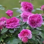 PARFUM FLOWER CIRCUS - Image 6