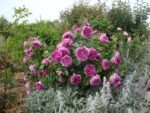 PARFUM FLOWER CIRCUS - Image 5