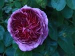 PARFUM FLOWER CIRCUS - Image 2