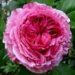 VITALROSE MADAME POMPADOUR