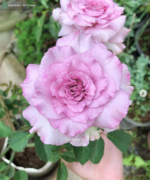 ENGLISH PERFUME
