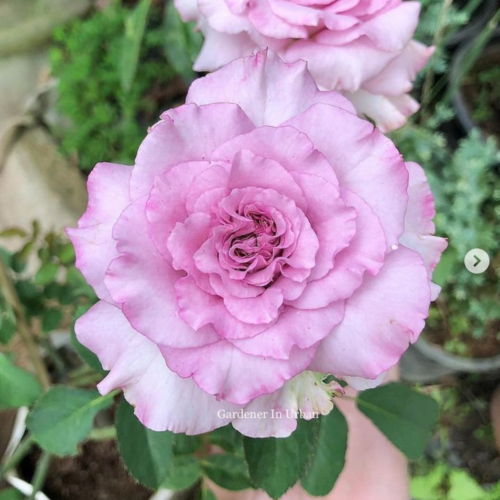 ENGLISH PERFUME