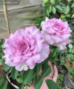 ENGLISH PERFUME - Image 2