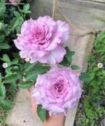 ENGLISH PERFUME - Image 3