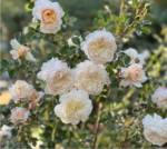 CROCUS ROSE - Image 4