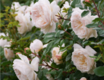 CROCUS ROSE - Image 2
