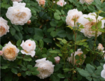 CROCUS ROSE - Image 3