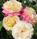 BIJOU - Image 3