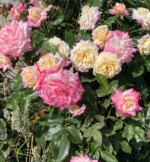 BIJOU - Image 6