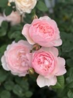 GENTLE GERMIONE - Image 5