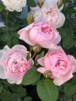 GENTLE GERMIONE - Image 6