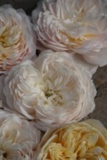 CROCUS ROSE