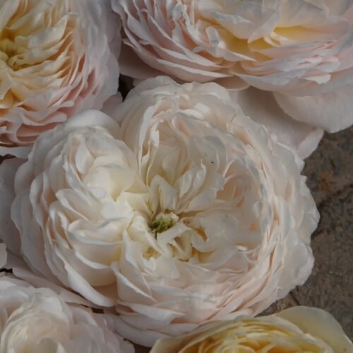 CROCUS ROSE