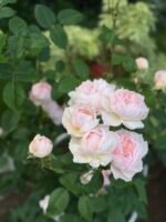 GENTLE GERMIONE - Image 4