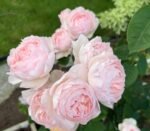 GENTLE GERMIONE - Image 3