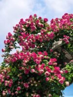 ROUGE BUTTON