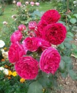 HEATHCLIFF - Image 4