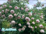 ST.SWITHUN - Image 4