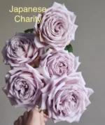 CHARITY TOWA - Image 5