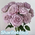 CHARITY TOWA - Image 2