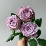 AMETHYST - Image 4