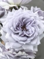 JI SE - Image 3