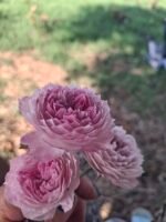 Fragrant Tea - Image 4